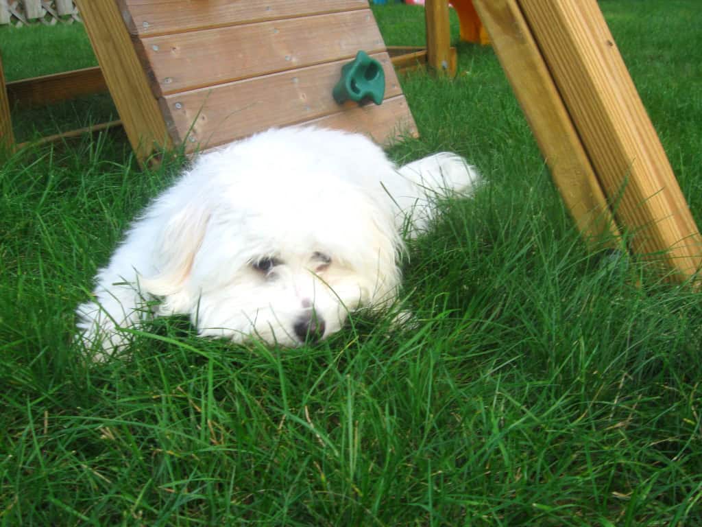 Daisy relaxing