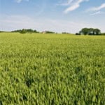field
