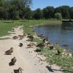 Ducks
