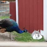 peacock/rabbit