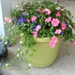 flower-pot